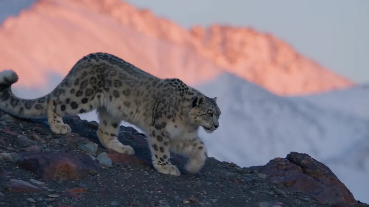 Snow leopard on a mountain ridge at dawn, made with Seedance 2.5